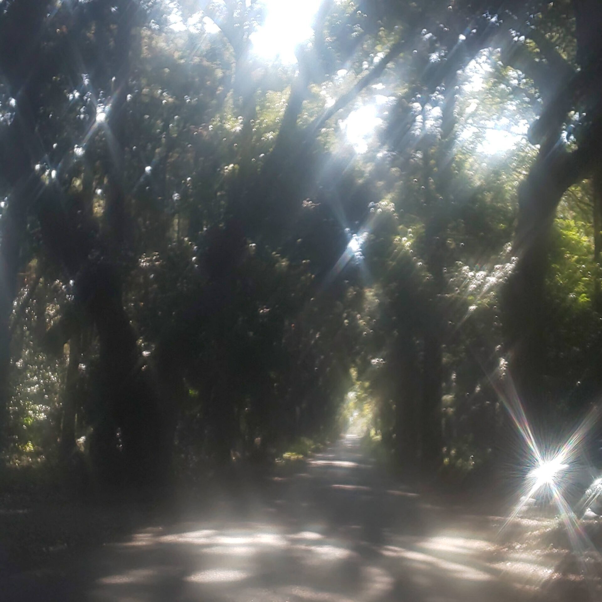 倧çç¥ç€ŸïŒé¹¿å³¶ç¥å®®å
å®®ïŒ