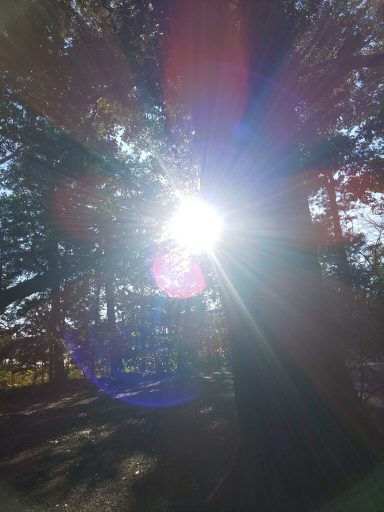 写真の中の光の花びら
