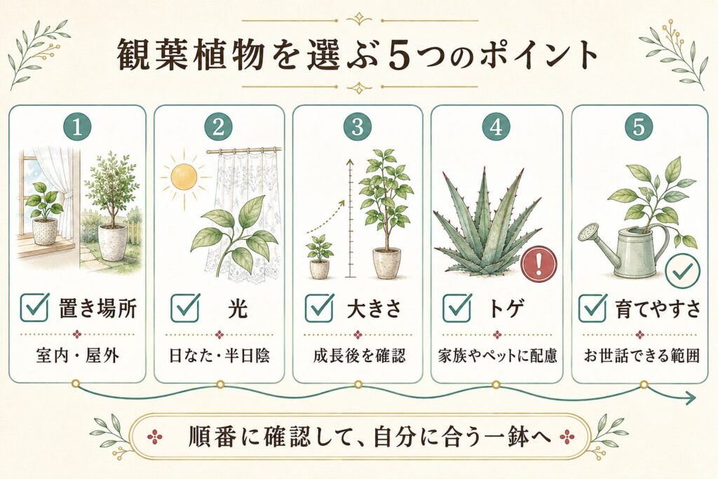龍がつく観葉植物を選ぶときに確認したい置き場所、光、大きさ、トゲ、育てやすさの5項目