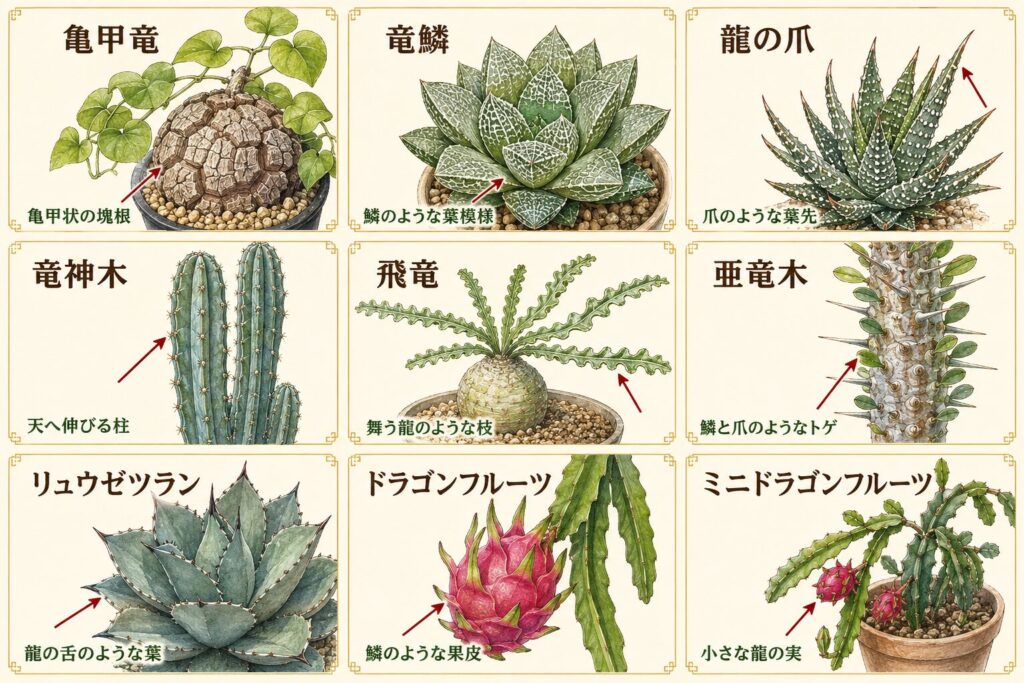 亀甲竜、竜鱗、龍の爪、竜神木、飛竜、亜竜木、リュウゼツラン、ドラゴンフルーツなど9種類の特徴