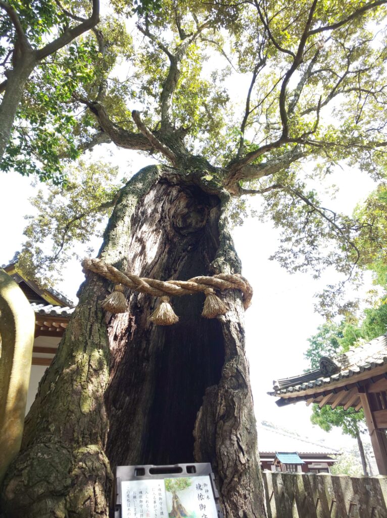 八幡竈門神社の魂依の木