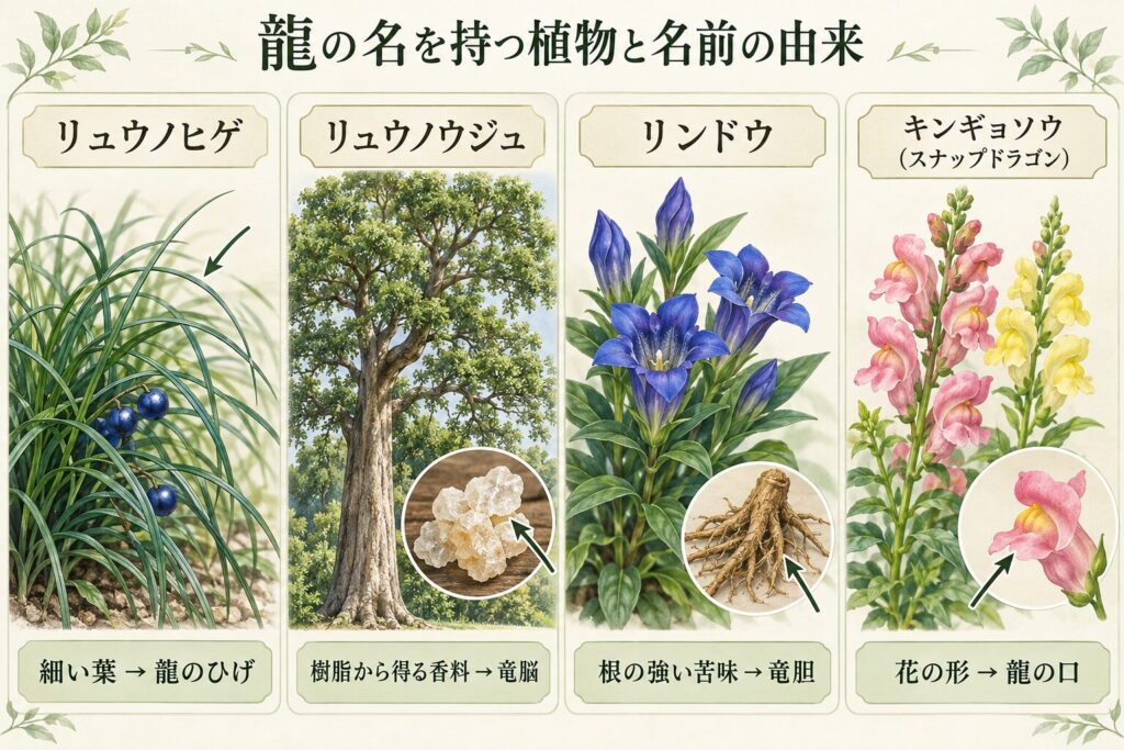リュウノヒゲ、リュウノウジュ、リンドウ、キンギョソウを並べ、龍の髭、竜脳、龍の胆、龍の口という名前の由来を示した図