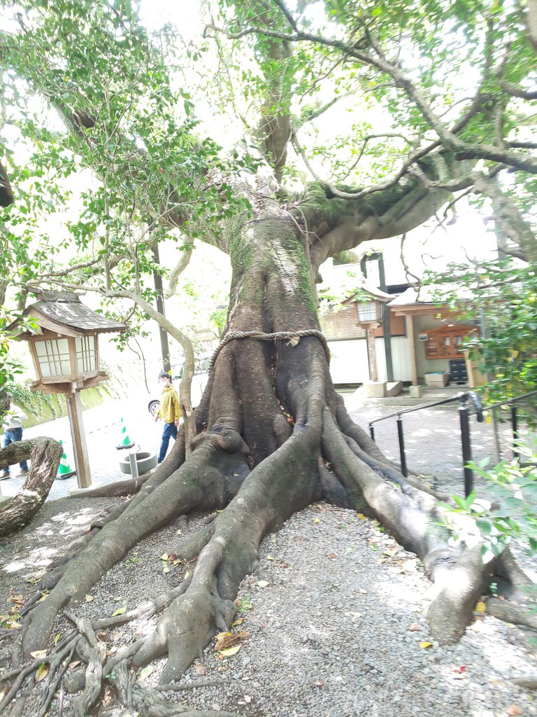 八大龍王水神社エノキのご神木